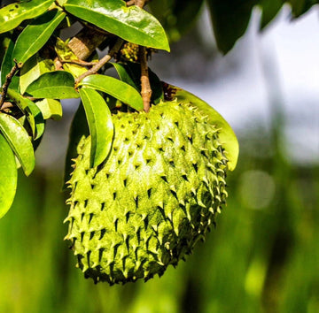 Soursop 'Guanabana' TREE. Ships free to all states in 3 gallons pot.
